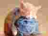 Klbko
