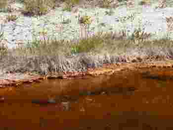 Yellowstone